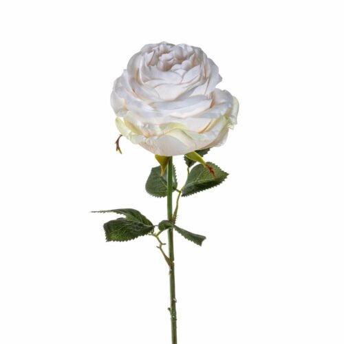 LEONARDO POESIA rózsa 67cm