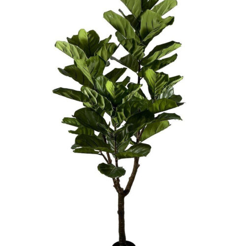 FICUS LYRATA zöld művirág