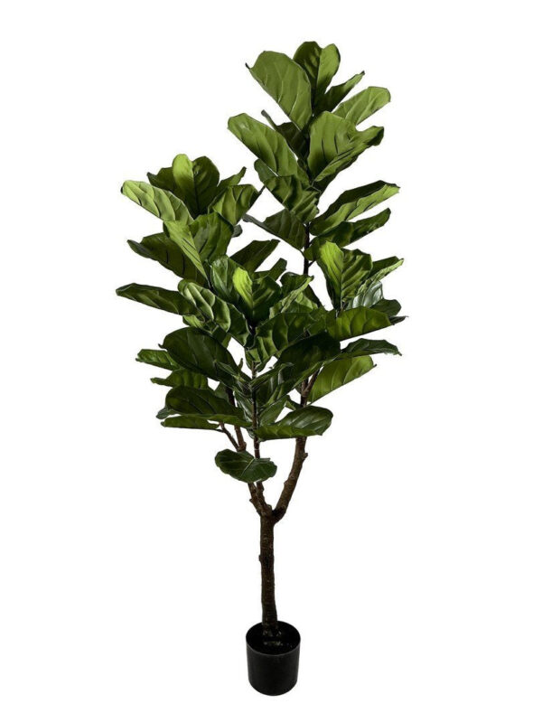 FICUS LYRATA zöld művirág